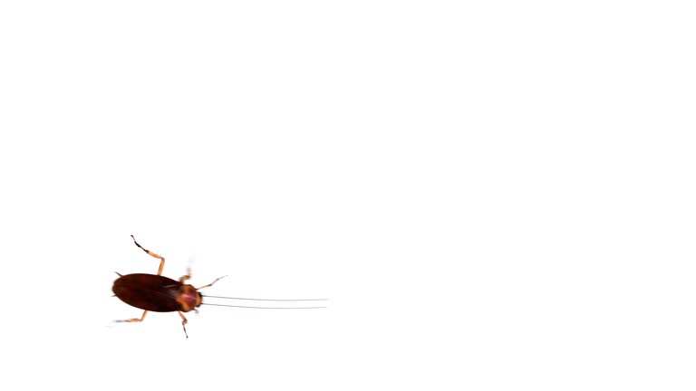 Cockroach on white from top