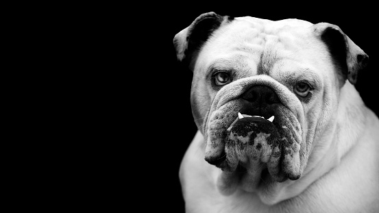 Bulldog portrait in black and white