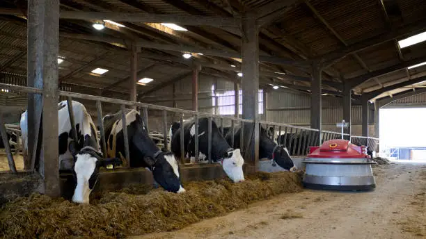 Holstein dairy cows eating grass silage indoors, England, UK. The cows TMR (Total Mixed Ration) is being pushed up with a Lely Juno Automatic Feed Pusher