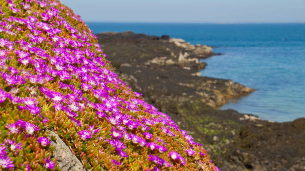 fleurs de delosperma sur les roches à la baie de rozel, jersey, îles anglo-normandes, r-u - jersey uk nature landscape photos et images de collection