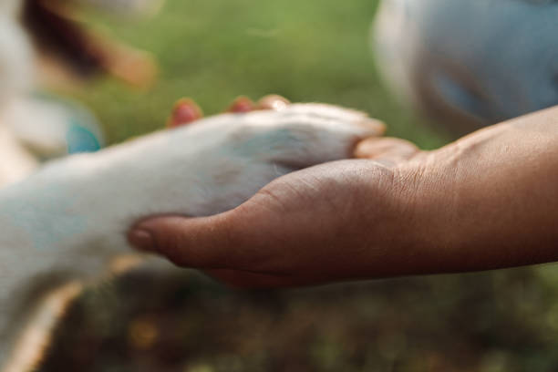 istock Young woman holding dog's paw 1173114817