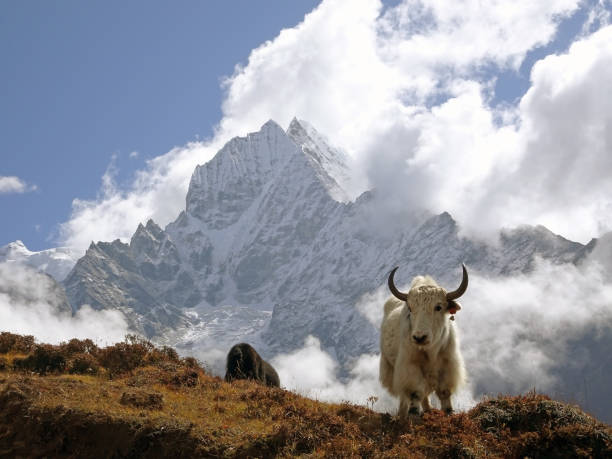 istock Yak in the Himalayas 1173115013