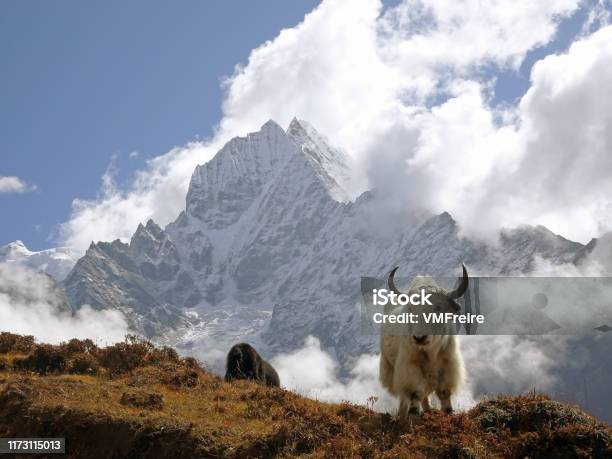 Yak In The Himalayas Stock Photo - Download Image Now - Yak, Tibet, Himalayas
