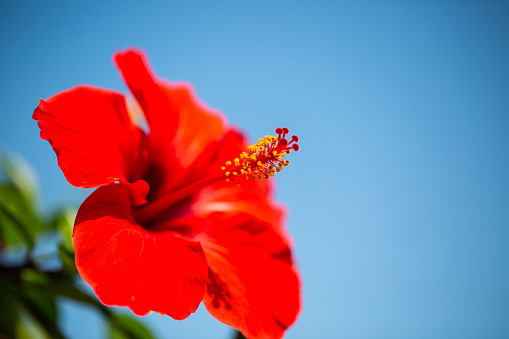 red hibiscus in Tropea