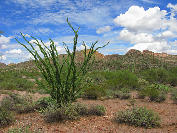 istock Arizona Fouquieria Genus Ocotillo 117311526