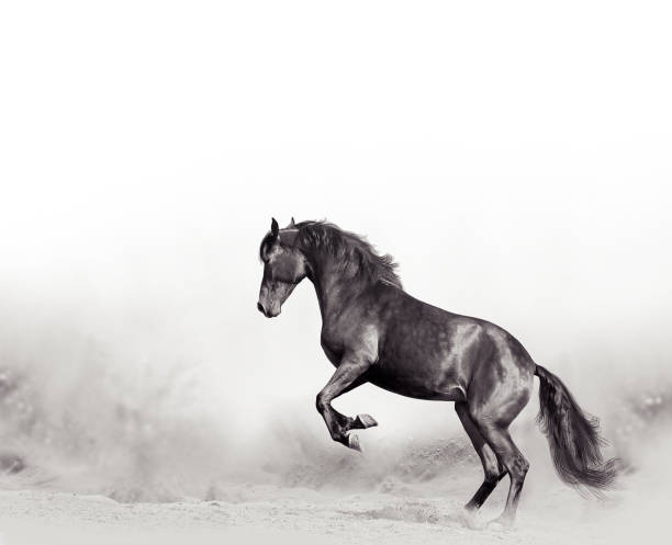 istock Black horse in desert 1173117414