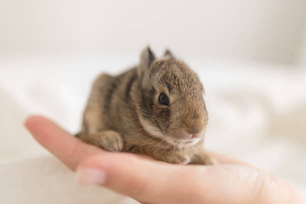Baby bunny on woman's hand