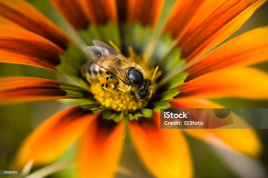 Пчела - Стоковые фото Без людей роялти-фри
