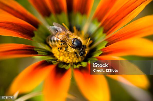 Пчела — стоковые фотографии и другие картинки Без людей - Без людей, Волосатый, Волосы животного
