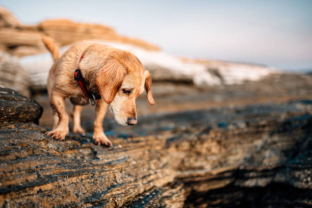 istock Wet dog wander along the rocky beach 1173117756