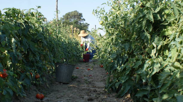 istock Woman in kitchen garden picking tomatoes 1173118797