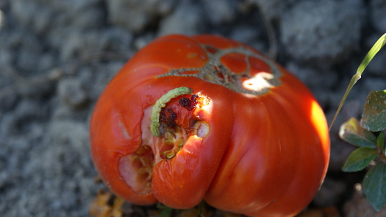 green worm on a red tomato