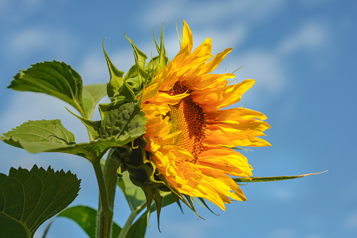 A bright sunflower flower is illuminated by bright morning sunlight on a blue sky background.