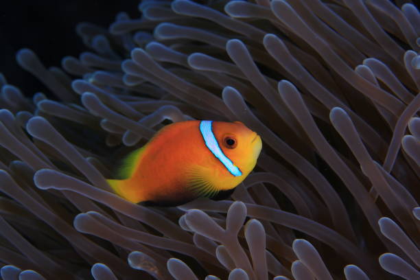 istock Clown Fish beauty 1173119950