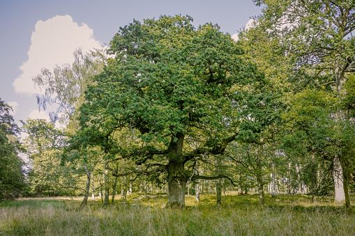 A very old oak tree in a glade in Dyrehaven, a large public park and forrest north of Copenhagen, which are very famous for its solitare oak trees