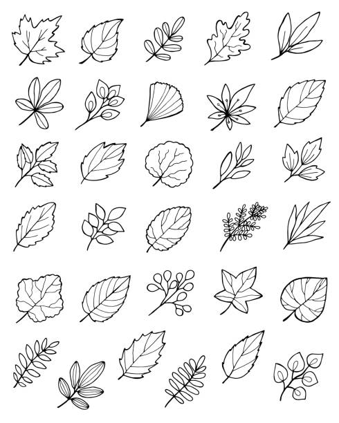 large set of hand drawn doodle autumn leaves hand drawn doodle autumn leaves set doodle stock illustrations