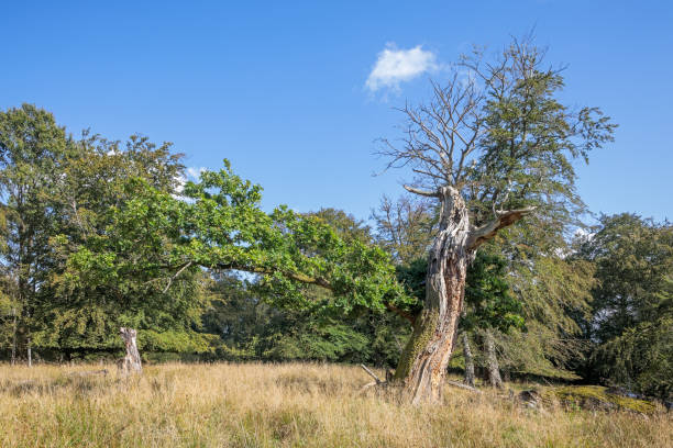 albero rotto solitario - solitare foto e immagini stock