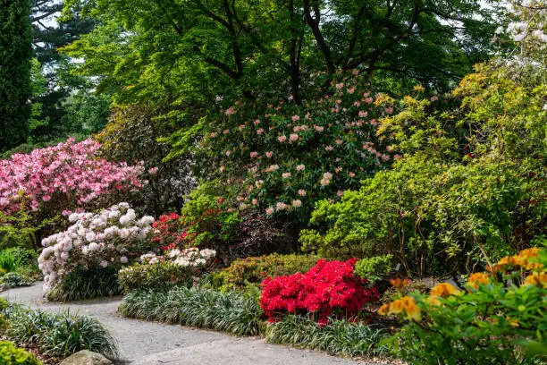 Photo of Beautiful Garden with blooming trees during spring time