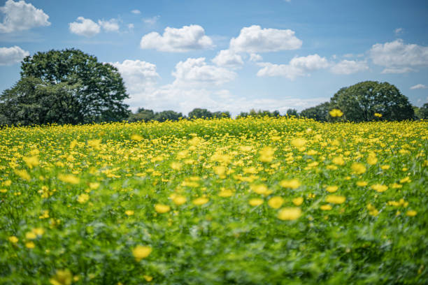istock Yellow cosmos field against blue sky 1173125223