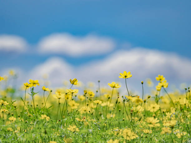 istock Yellow cosmos field against blue sky 1173125232