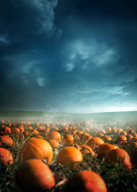 istock Halloween Pumpkin Field at Dusk 1173126517