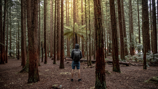 Young male traveler wearing hoodie standing alone looking up in Redwood forest near Rotorua city (Whakarewarewa Forest) in North island, New Zealand. Travel concept