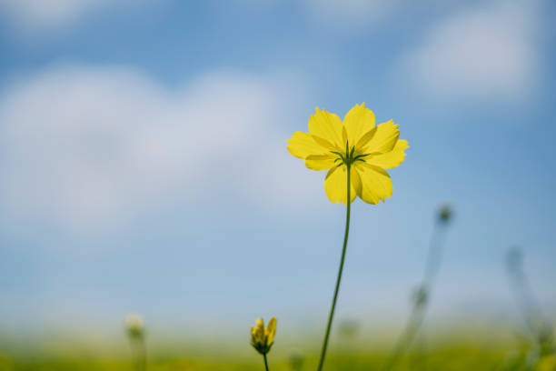 istock Yellow cosmos field against blue sky 1173127420