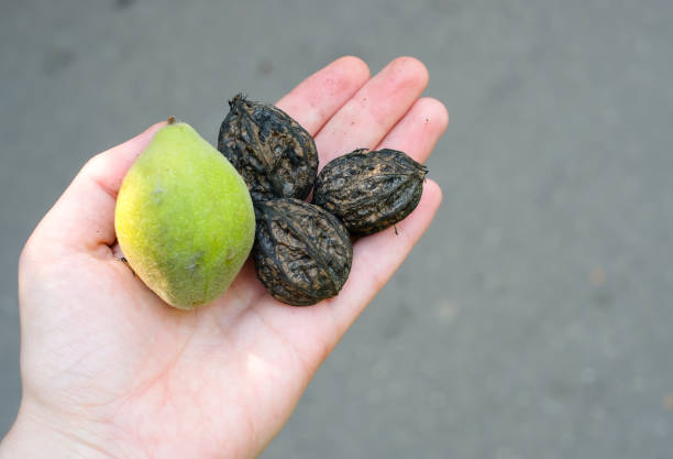Green walnuts in a green shell and peeled from it in a female hand. Close up view. stock photo