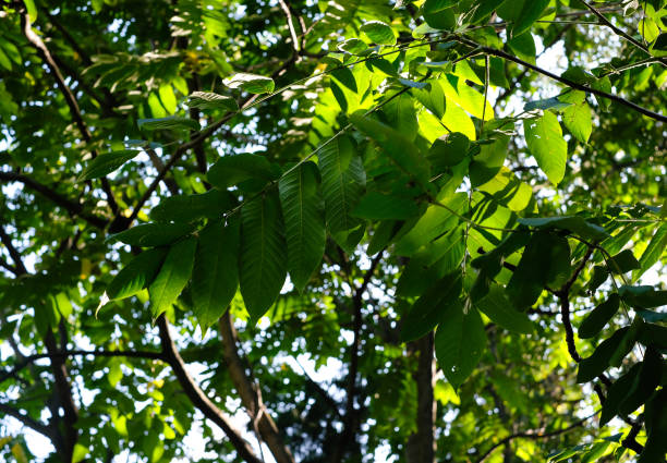 Walnut tree branches with green leaves and walnut in the summer sunny day. stock photo
