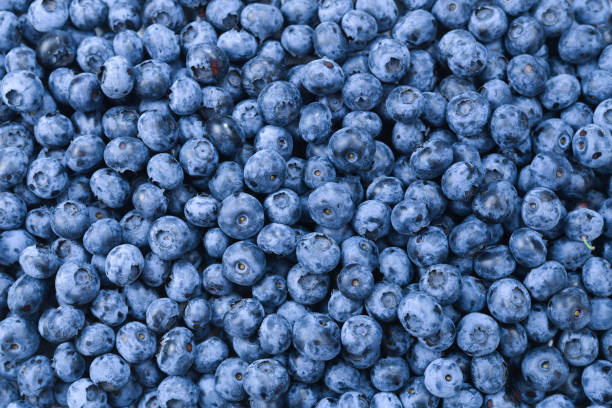 istock Fresh blueberry background. Texture blueberry berries close up. 1173127762