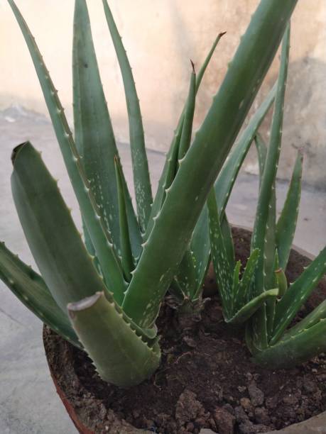 Aloe vera is a stemless or very short-stemmed plant growing to 60–100 cm (24–39 in) tall, spreading by offsets. The leaves are thick and fleshy, green to grey-green, with some varieties showing white flecks on their upper and lower stem surfaces. el aloe vera es una planta sin tallo o de tallo muy corto que crece hasta 60-100 cm (24-39 pulgadas) de altura, extendiéndose por desplazamientos. las hojas son gruesas y carnosas, de verde a gris-verde, con algunas variedades que muestran manchas blancas