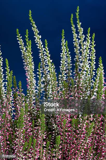 Heather Stock Photo - Download Image Now - Autumn, Blue, Blue Background