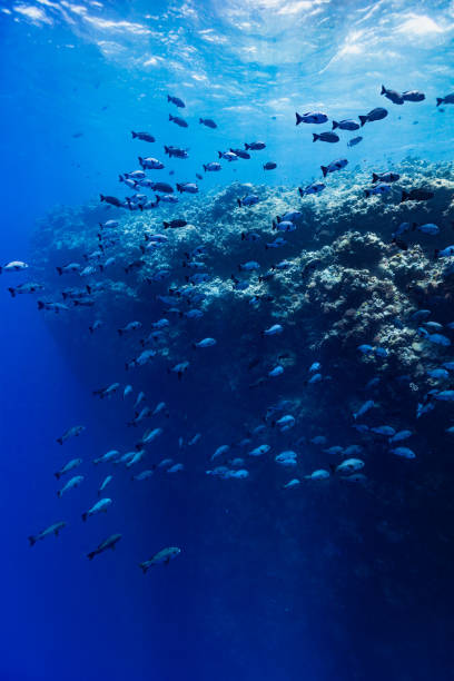 Majestic Drop Off, Large School of Black and White Snappers Macolor niger, Palau, Micronesia stock photo
