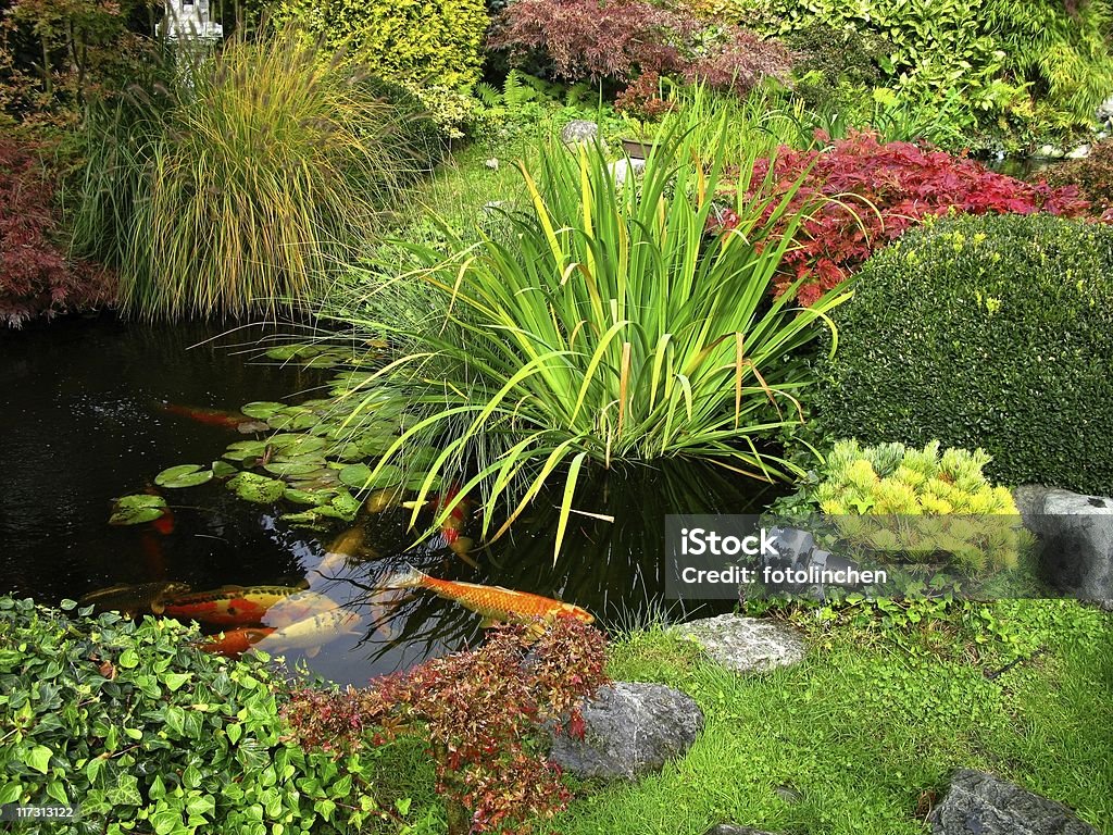 Japanese garden - big kois in the pond Japanese garden with big kois in the pond Autumn Stock Photo