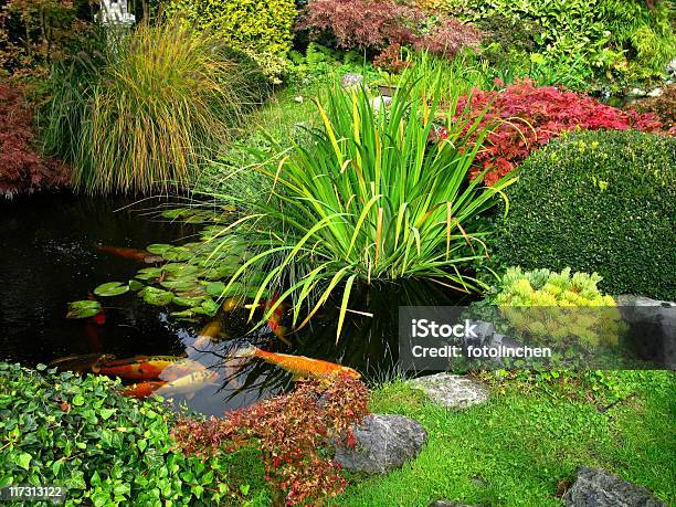 Japanese Garden Big Kois In The Pond Stock Photo - Download Image Now - Autumn, Bonsai Tree, Boxwood