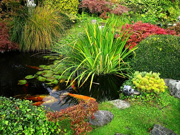 jardim japonês-big kois no lago - japanese culture landscape landscaped ornamental garden imagens e fotografias de stock