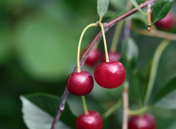 istock Overripe cherries on green background 1173132398