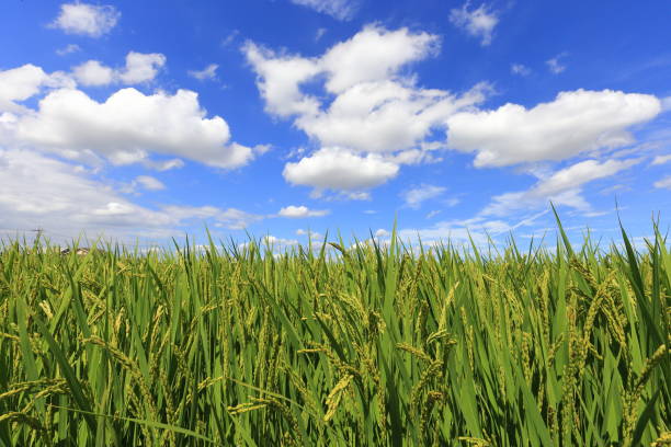 istock Rice field in Okayama,Japan 1173132520