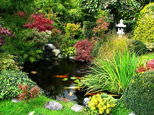 istock Japanese garden with koi-pond 117313272