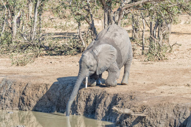 elephant in wild savanna Set 2 ,animal of africa