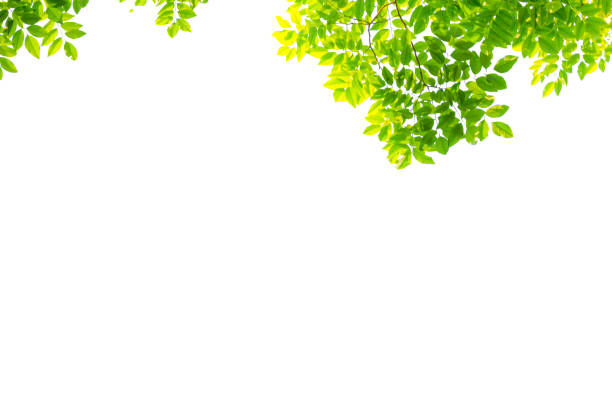 istock Isolated of beautiful tree branch with colorful leaf on white background. 1173134474