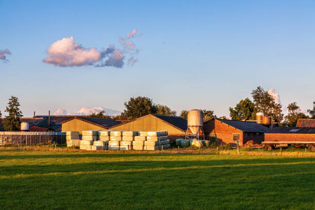 Dutch farm with green landscape