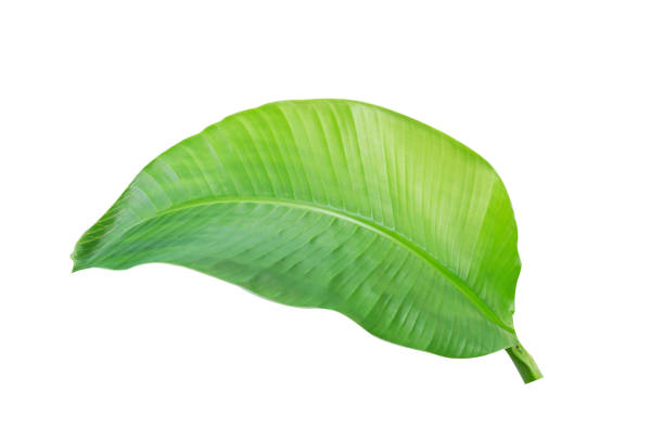 istock tropical banana leaf texture in garden, abstract green leaf, 1173135202