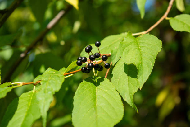 istock Bunch of black bird cherry close-up 1173135240