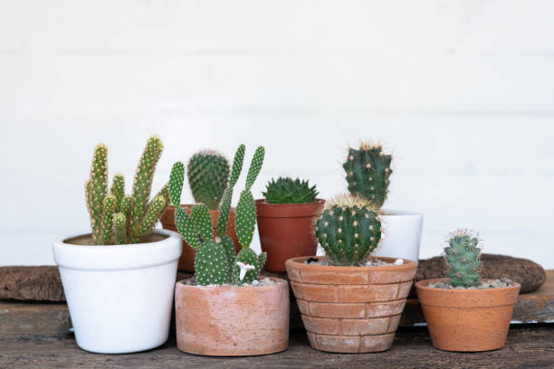 istock Small succulent, cactus, pot plants decorative on old wood table with morning warm light, copy space 1173136090
