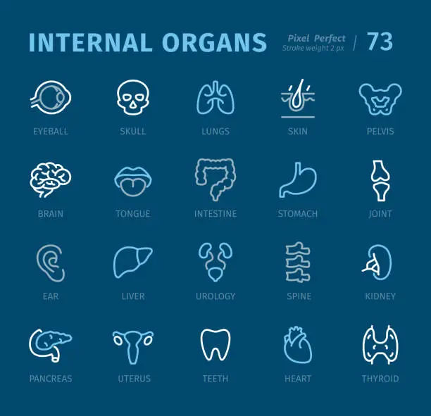 Vector illustration of Internal Organs - Outline icons with captions