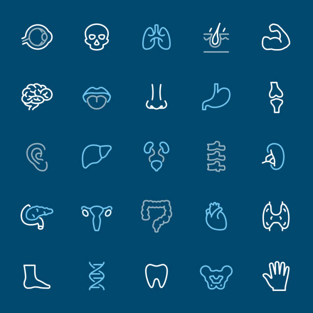 Internal Organs - color outline icons Internal Organs - 25 Outline Style - Pixel Perfect Tricolor - Icons Set #73 / Icons are designed in 48x48pх square, outline stroke 2px.
First row of outline icons contains:
Eyeball, Skull, Lungs, Skin, Muscular;
Second row contains:
Brain, Tongue, Nose, Stomach, Joint;
Third row contains:
Ear, Liver, Urology, Spine, Spleen (Kidney);
Fourth row contains:
Pancreas, Uterus, Intestine, Heart, Thyroid;
Fifth row contains:
Foot, DNA, Teeth, Pelvis, Hand.
Complete Navico icons collection - https://www.istockphoto.com/collaboration/boards/b3OZ01lhT0eMQOsbbTYVyQ dna backbone stock illustrations