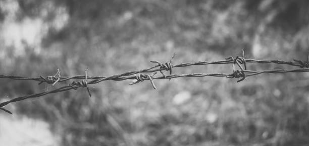 istock Barbed wire. Barbed wire on fence to feel worrying Concept 1173136481