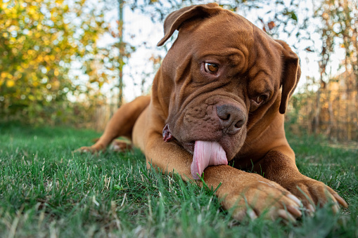 Pet shoot themes: English male Bulldog on a country walk