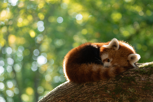 A red panda sleeping in a tree